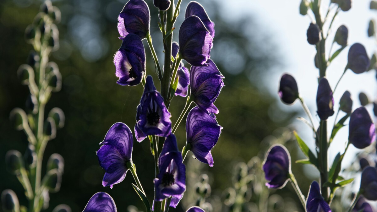 Niebezpieczna roślina w Polsce – tojad mocny, czyli „mordownik”, powoduje coraz więcej zatruć